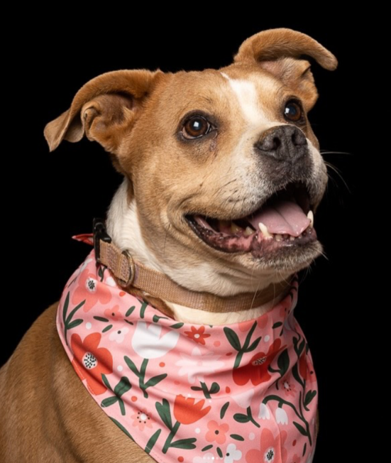 Donatella en adopción